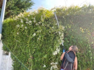 Photo de galerie - Taille de haie