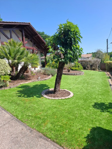 Photo de galerie - Remise en état jardin et massif