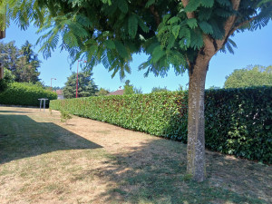Photo de galerie - Taille de haie de lauriers 