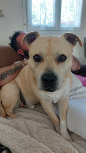 Photo de galerie - Garde de chien à domicile 