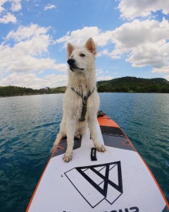 Photo de galerie - Garde chien
