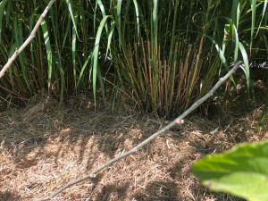 Photo de galerie - Paillage de massif