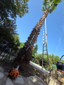 Photo de galerie - Taille d'un magnifique Washingtonia aux abords d'une piscine