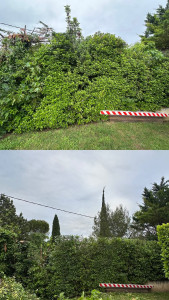 Photo de galerie - Rabaissement de haie 