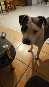 Photo de galerie - Garde au domicile du propriétaire .

soinq
sortie la chienne 7 fois par jours donc 3 balade de 1h 
nourrir 