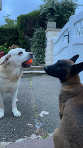 Photo de galerie - Ares et rocco 