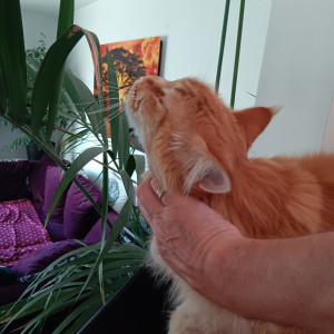 Photo de galerie - Garde chat