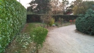 Photo de galerie - Taille de haies 