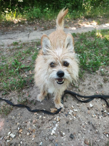 Photo de galerie - Sushi,une gentille et agréable petite chienne