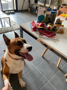 Photo de galerie - Garde chien