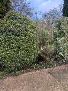 Photo de galerie - Taille de haies et d'arbustes