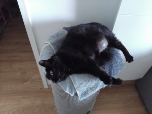 Photo de galerie - T'Choupie  dont  je m'occupe de temps  en temps quelques jours