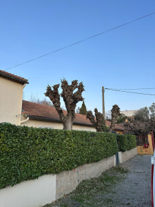 Photo de galerie - Elagage et coupe d'arbres