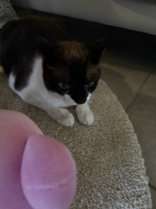 Photo de galerie - Chat de ma cliente 