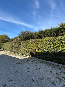 Photo de galerie - Taille de haies et d'arbustes