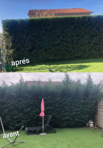 Photo de galerie - Taille de haies et évacuation 