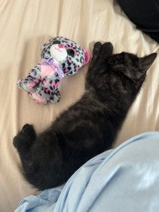 Photo de galerie - Garde chat