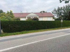 Photo de galerie - Taille s des haies 