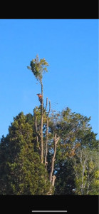 Photo de galerie - élagage 