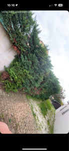 Photo de galerie - Elagage et coupe d'arbres