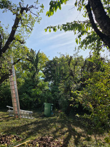 Photo de galerie - Elagage et coupe d'arbres