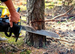 Photo de galerie - Elagage et coupe d'arbres