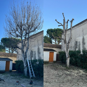 Photo de galerie - élagage d’un Noyer de 8m 