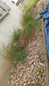 Photo de galerie - Nettoyage par terre de fleurs 