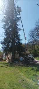 Photo de galerie - Elagage et coupe d'arbres