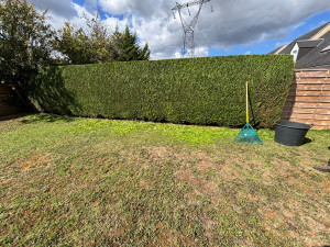 Photo de galerie - T’aille d’une haie de thuya 