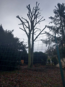 Photo de galerie - élagage 