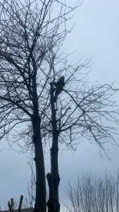 Photo de galerie - Elagage et coupe d'arbres