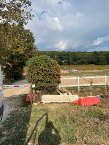 Photo de galerie - Taille de haies et d'arbustes