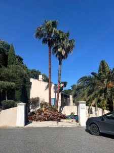 Photo de galerie - Elagage et coupe d'arbres