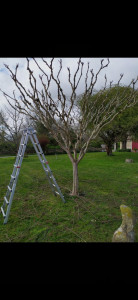 Photo de galerie - Taille de haies et d'arbustes