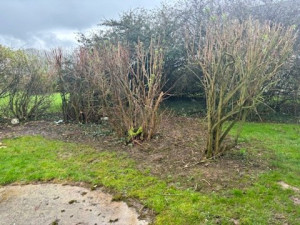 Photo de galerie - Elagage et coupe d'arbres