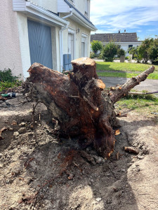 Photo de galerie - Arrachage d une énorme souche de pin.