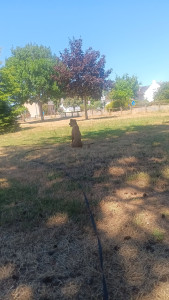 Photo de galerie - Balade à des étangs avec baignade, coin pour plusieurs chiens ? 