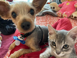 Photo de galerie - Trop chou