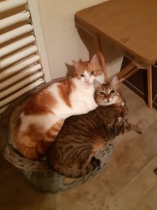 Photo de galerie - Garde animaux