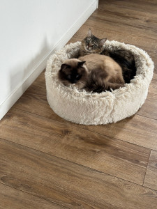 Photo de galerie - Mes chats 