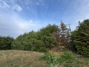 Photo de galerie - Abattage de sapin 