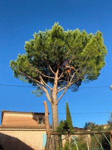 Photo de galerie - Elagage et coupe d'arbres