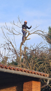 Photo de galerie - élagage d'un figuier au dessus d'une toiture 