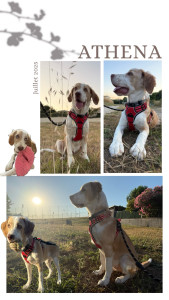 Photo de galerie - Voici Athena, une petite chienne de 5 mois dont je me suis occupée pendant une semaine. 