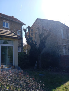Photo de galerie - Elagage et coupe d'arbres