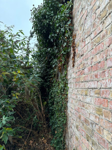 Photo de galerie - Coupe de lierre sur une hauteur de 3m 