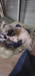 Photo de galerie - Garde chien