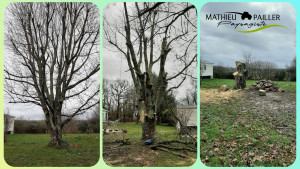 Photo de galerie - Abattage par démontage d'un chêne américain 