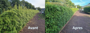 Photo de galerie - Taille de Haies